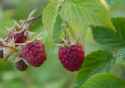 PERMA RED RASPBERRY - Heritage Everbearing
